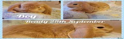 Mini Lop rabbits for sale: Mini lop kits.fully vaccinated&vetchecked - Advert 1