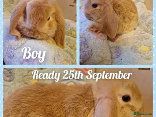 Mini Lop rabbits Mini lop kits.fully vaccinated&vetchecked - Advert 4