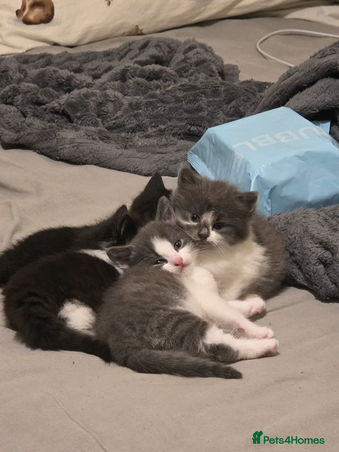 Mixed Breed cats for sale: Mixed Breed Kittens - Advert 1