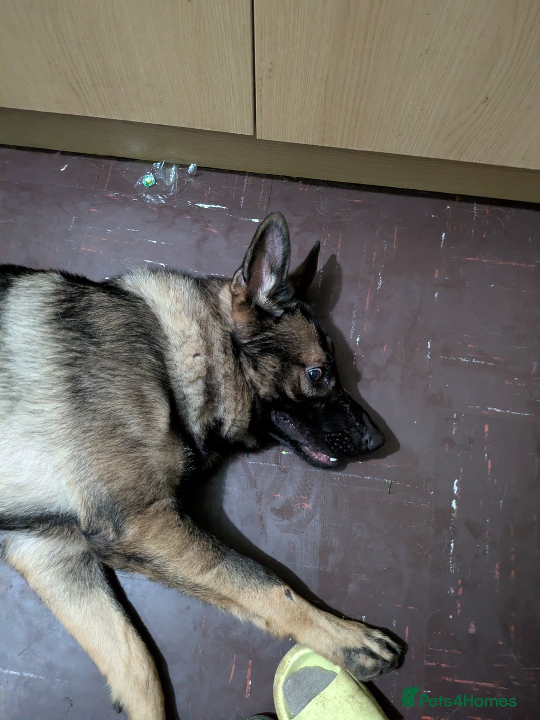 German Shepherd dogs for sale: Friendly, energetic German Shepherd dog 11 months - Advert 9