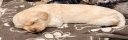 Mixed Breed dogs for sale: Toy Cavapoochon’s ❤️🐾 - Advert 15