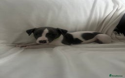 Whippet dogs for sale: kc registered Whippets  - Image 8