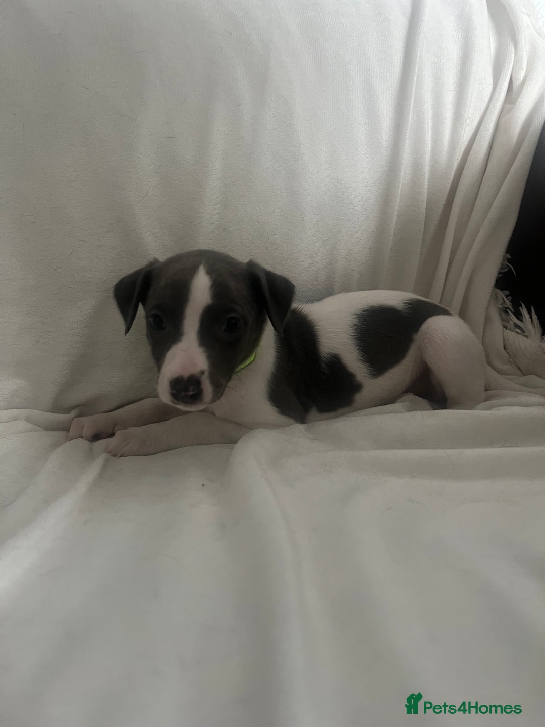 Whippet dogs for sale: kc registered Whippets  - Image 8
