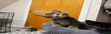 Domestic Shorthair 2