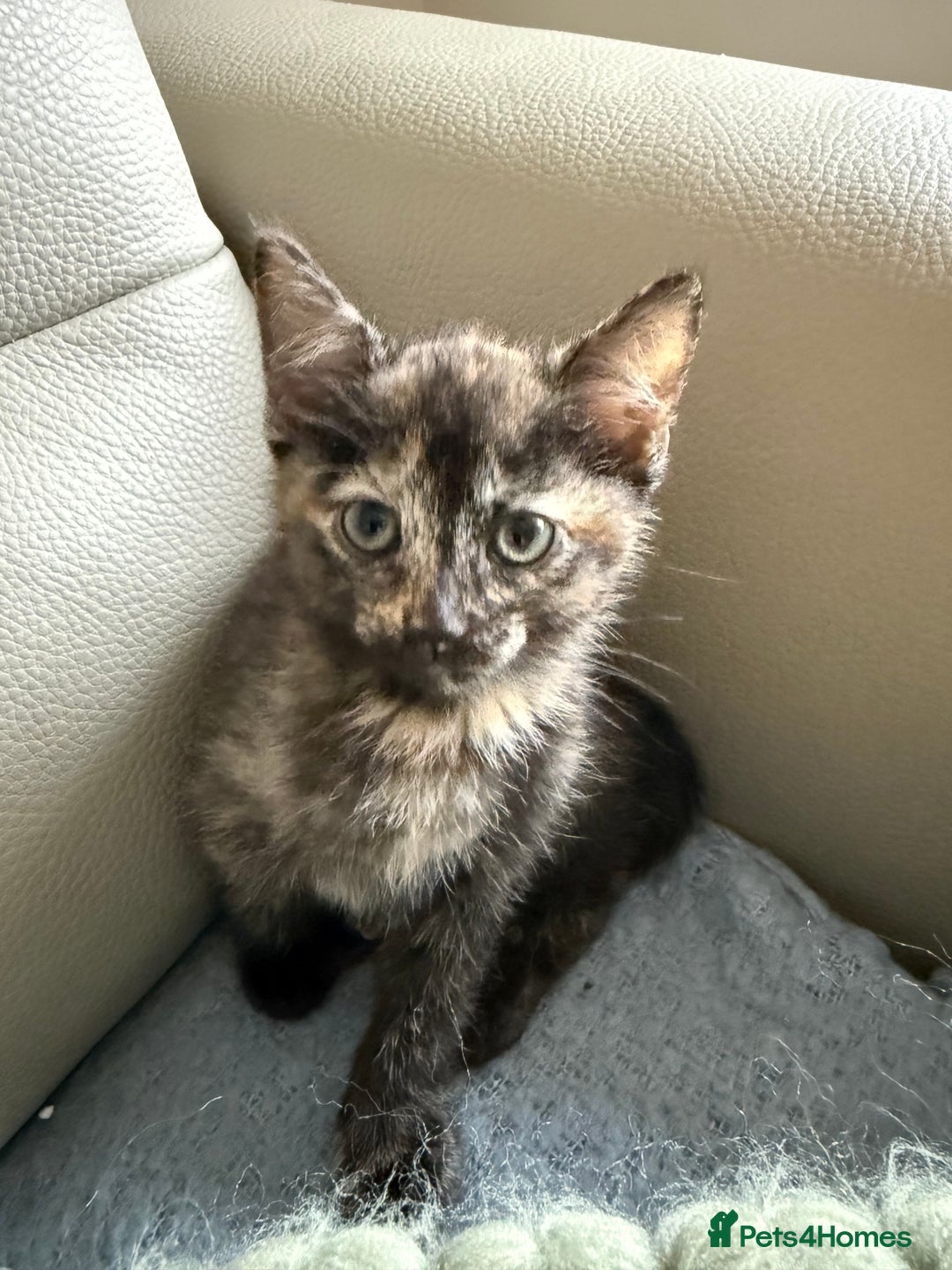 Domestic Shorthair cats for sale: Gorgeous kittens - Image 9