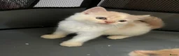 Mixed Breed cats for sale: Kittens  - Advert 14