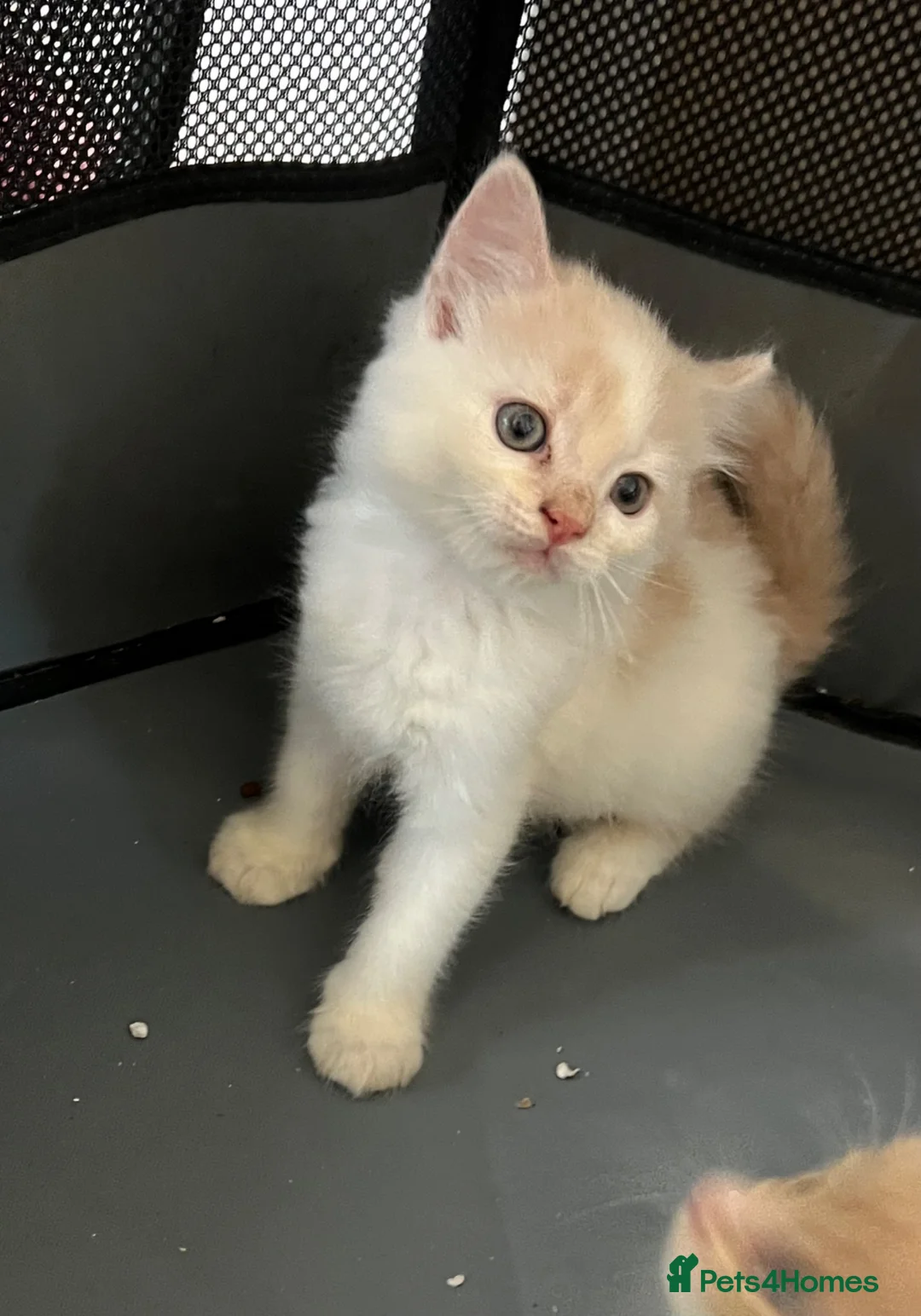 Mixed Breed cats for sale: Kittens  - Advert 14