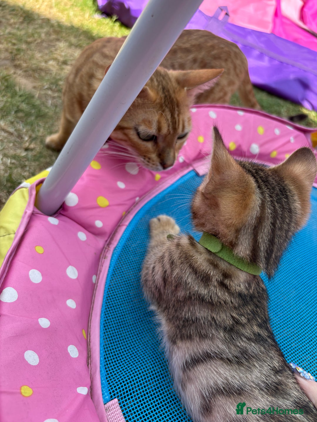 Bengal cats for sale: Beautiful litter of spotted Bengal kittens - Ready - Image 15