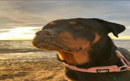 Mixed Breed dogs for sale: 11 adorable Rottador Labweiler puppies for sale   - Image 13