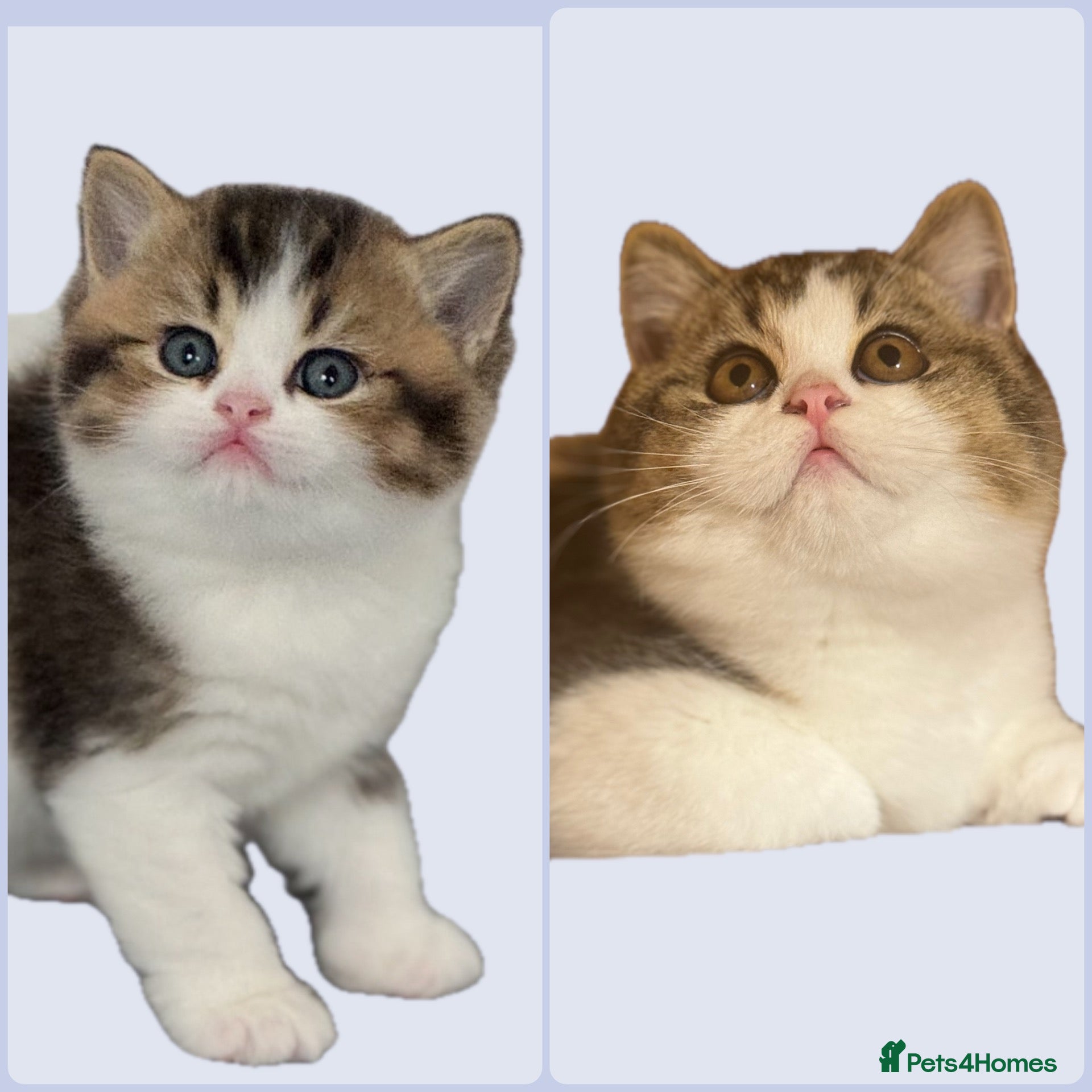 British Shorthair cats Ready now ! CH sire tabby bi colour -CHUNKY BOY !! - Advert 13