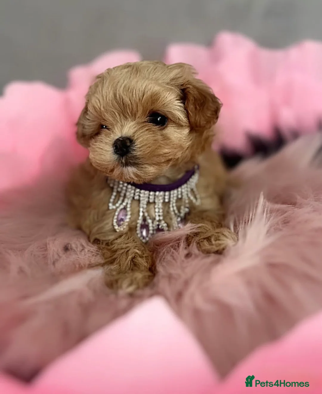 Maltipoo dogs for sale: The ONE AND ONLY 🧸 - Advert 4