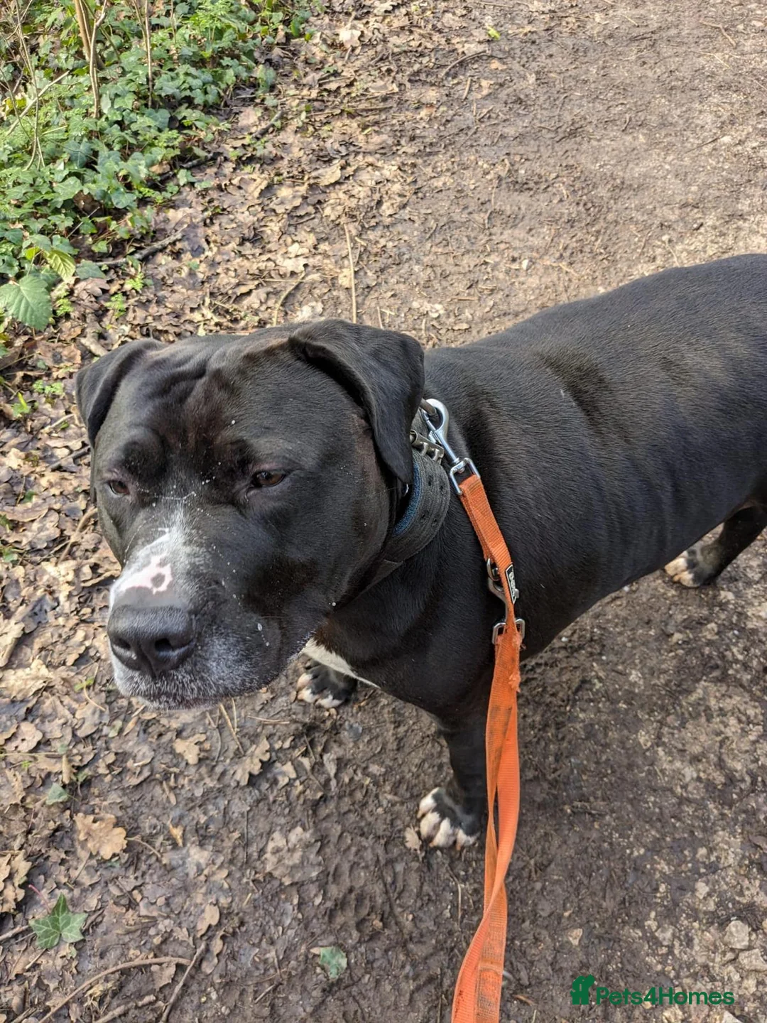 American Bulldog dogs for sale: American Bulldog for sale - Advert 8