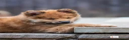 Mixed Breed dogs for sale: Italian Volpino puppies 🦊 - Advert 4