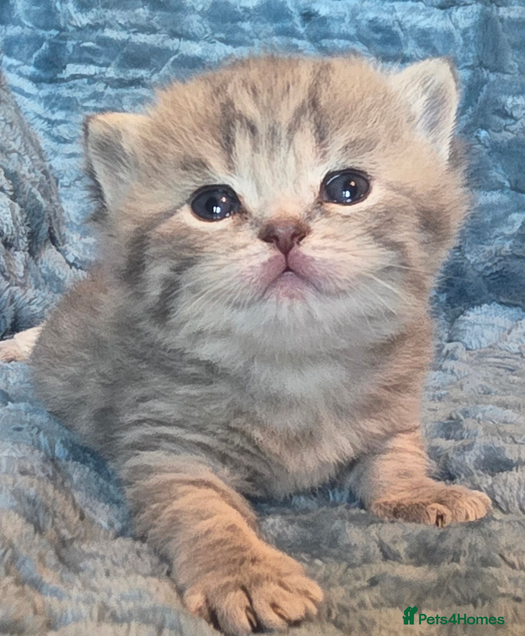 British Shorthair cats TICA reg british shorthair kittens - Advert 9