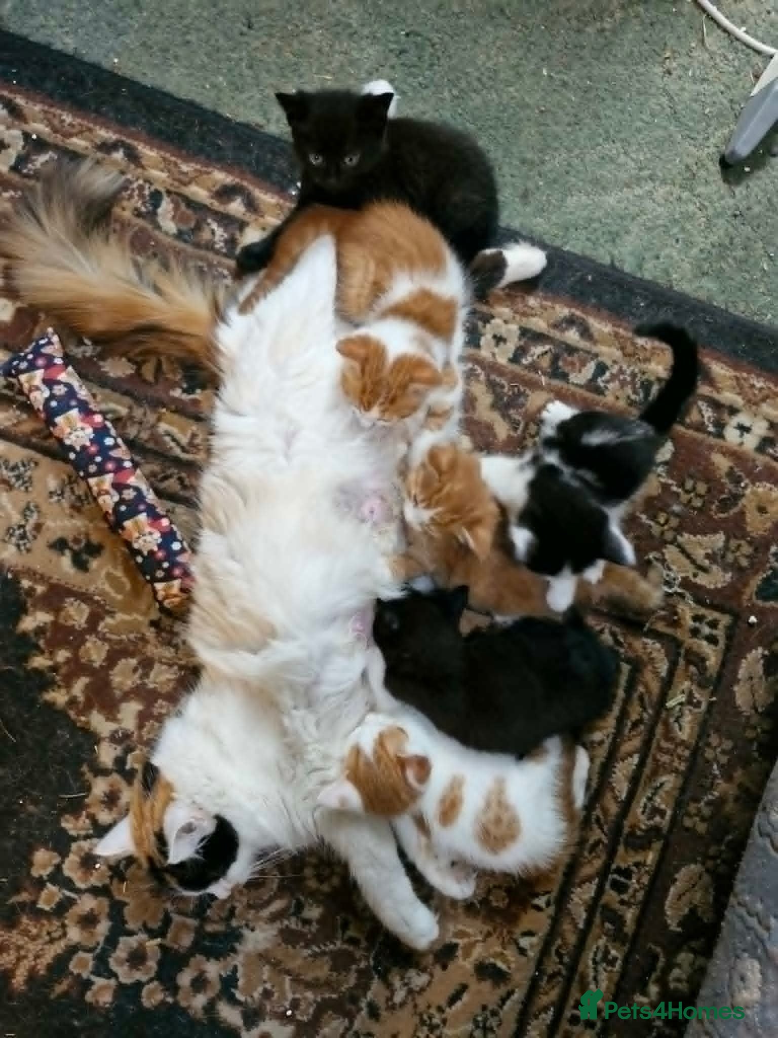 Mixed Breed cats Maine coon cross - Advert 1