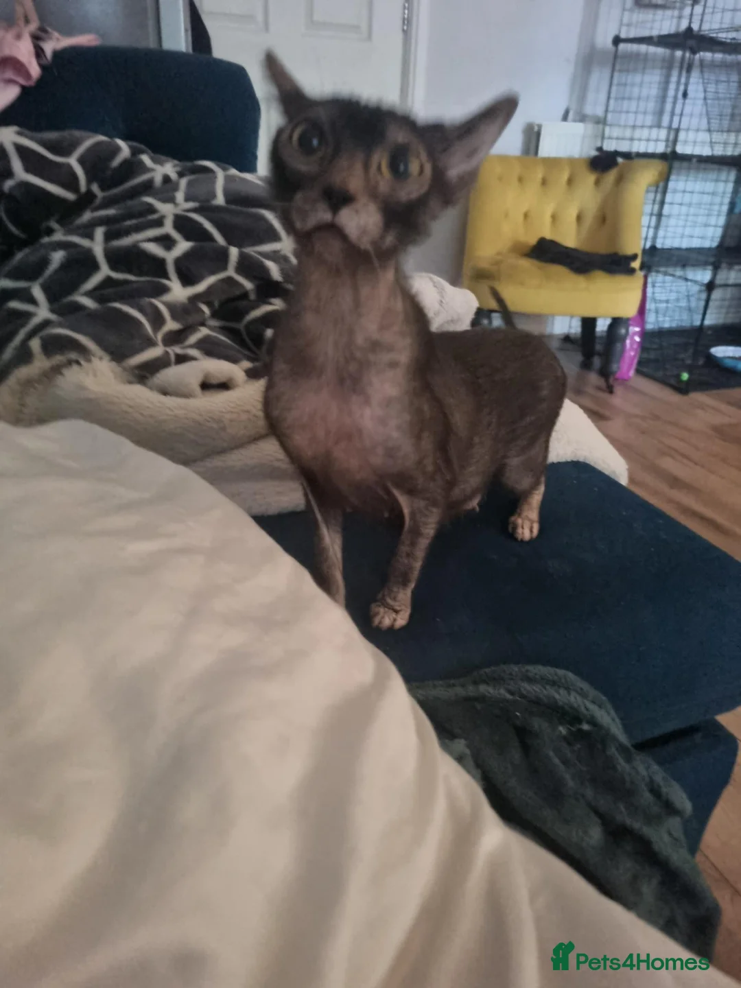 Lykoi cats for sale: Lykoi aka Warewolf cat - Advert 2