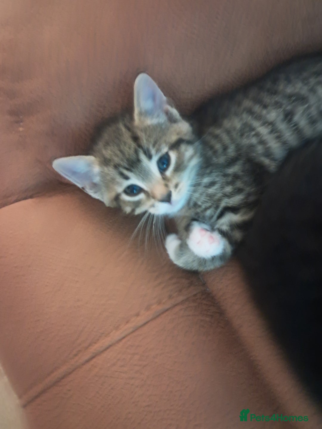 Mixed Breed cats for sale: 3 BEAUTIFUL KITTENS 😸 AVAILABLE  - Advert 20