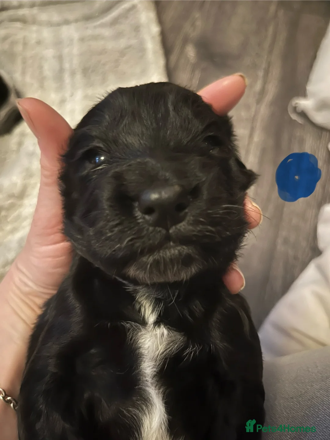 Sprocker dogs for sale: Sprocker spaniel puppies - Advert 20