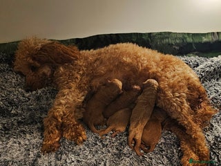 Toy Poodle dogs Beautiful Red Toy Poodles - Advert 9