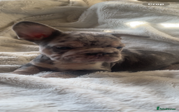 French Bulldog dogs for sale: French bulldogs boys and girls  - Image 5
