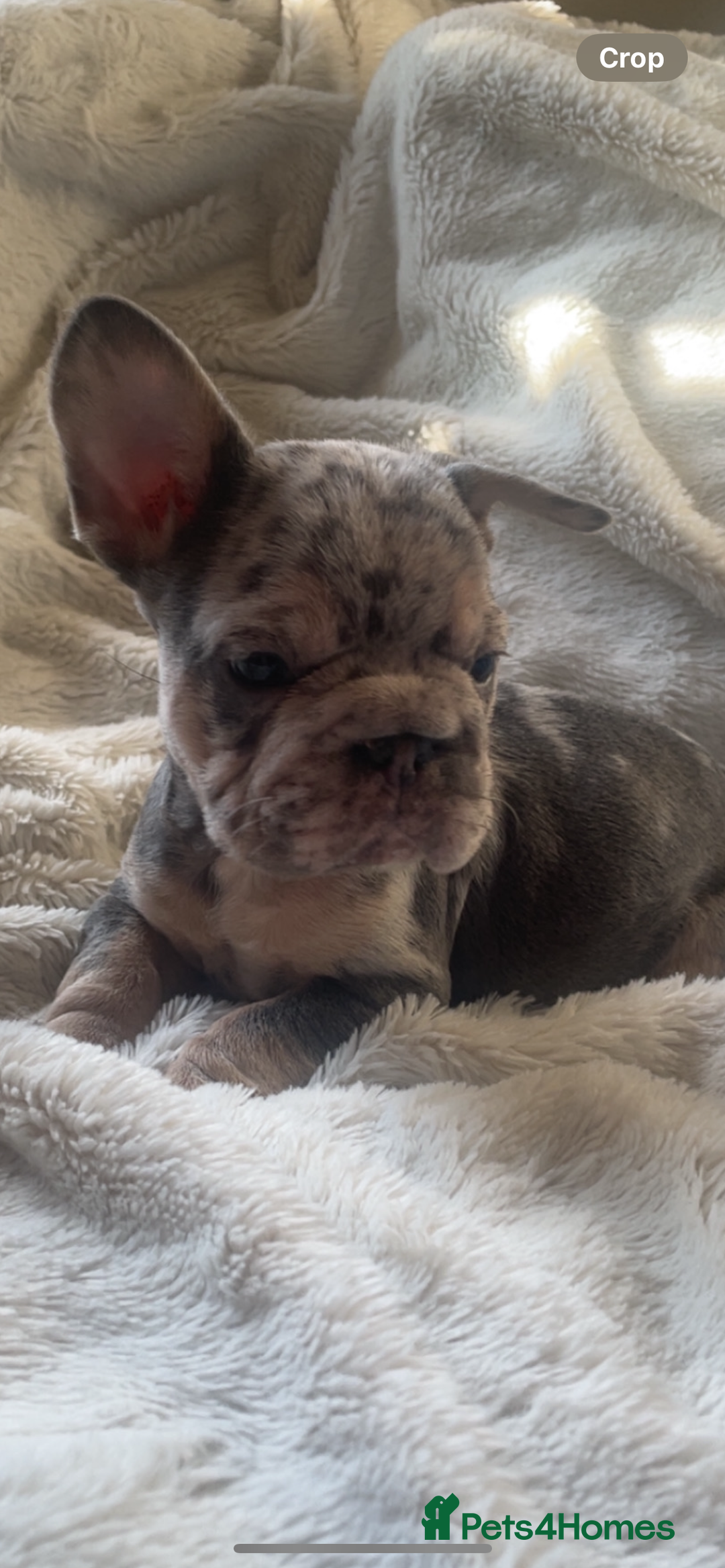 French Bulldog dogs for sale: French bulldogs boys and girls  - Image 5