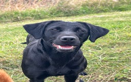 Labrador Retriever dogs for sale: 3 black dogs available  - Image 12