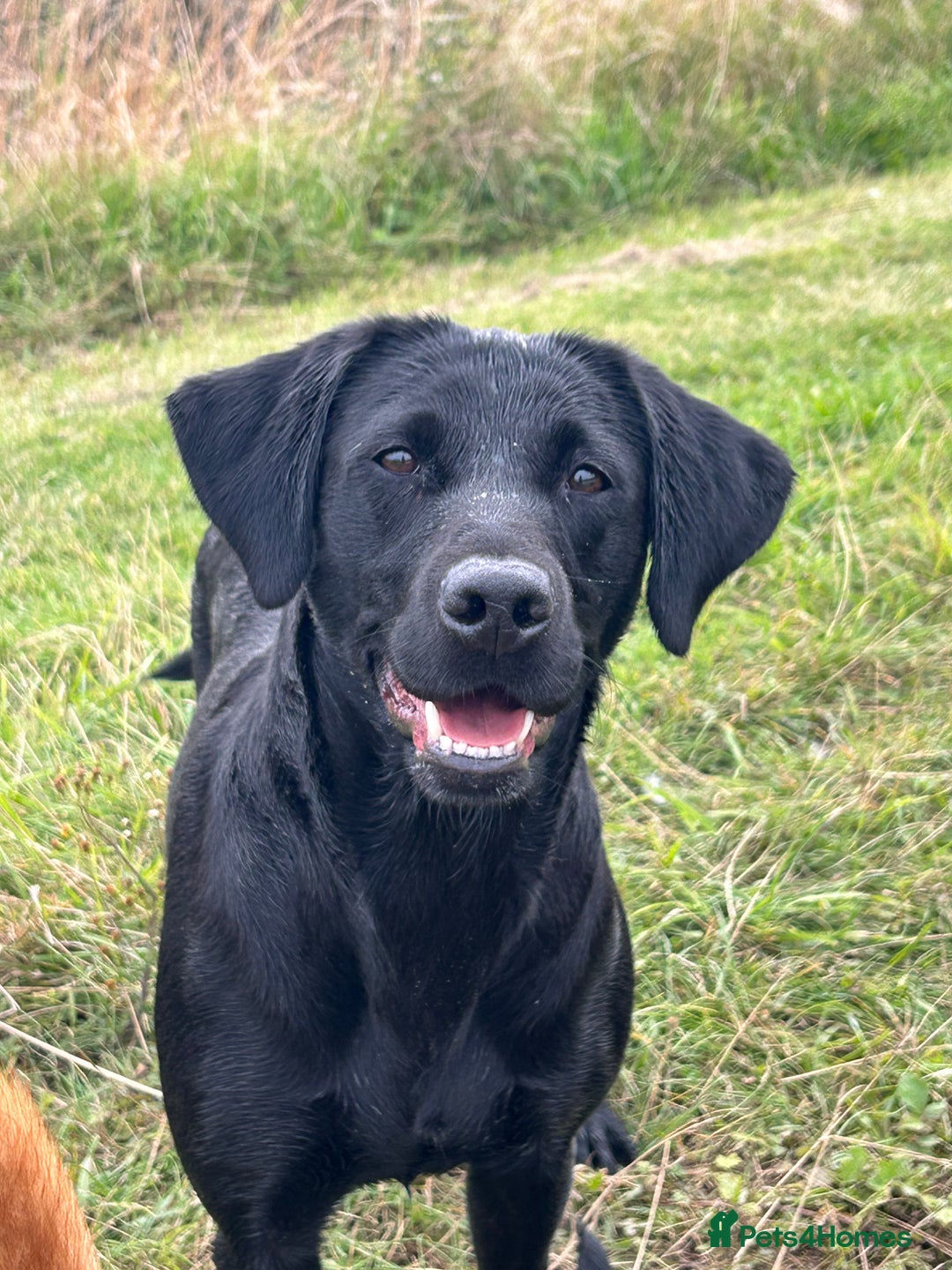 Labrador Retriever dogs for sale: 3 black dogs available  - Image 12