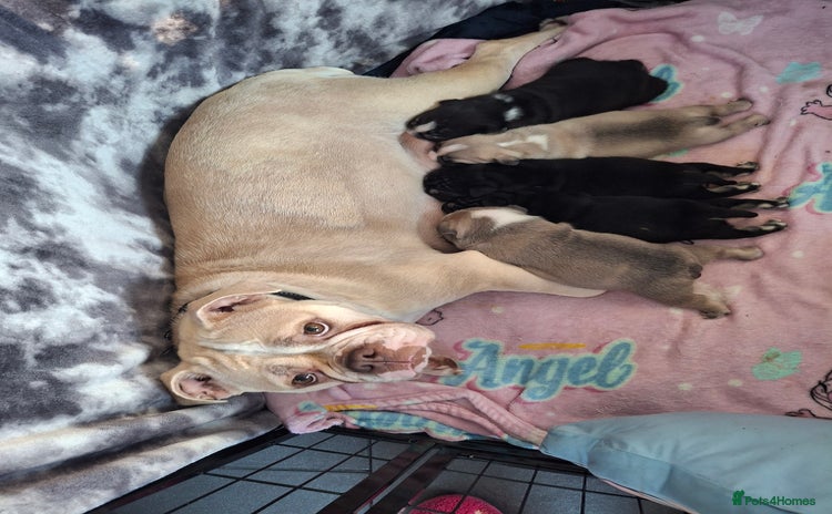Mixed Breed dogs - Advert 5