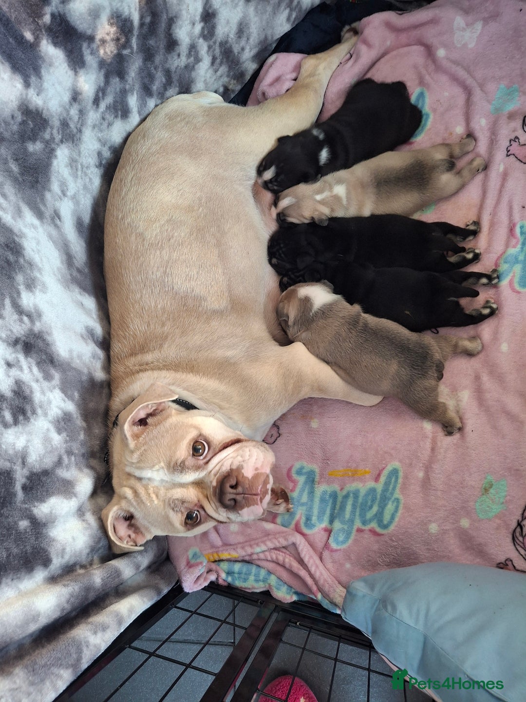 Mixed Breed dogs for sale: English bulldog French bulldog mix  - Image 1