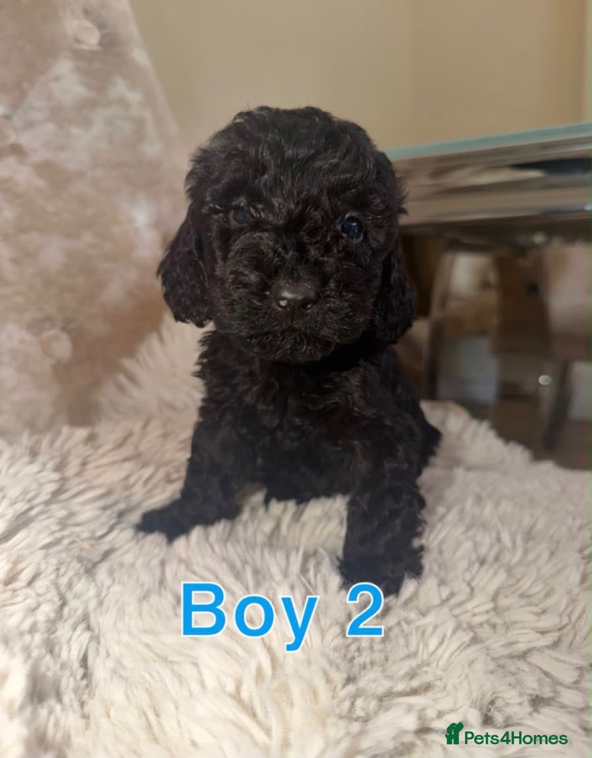 Cockapoo dogs Miniature cockapoos - Advert 16