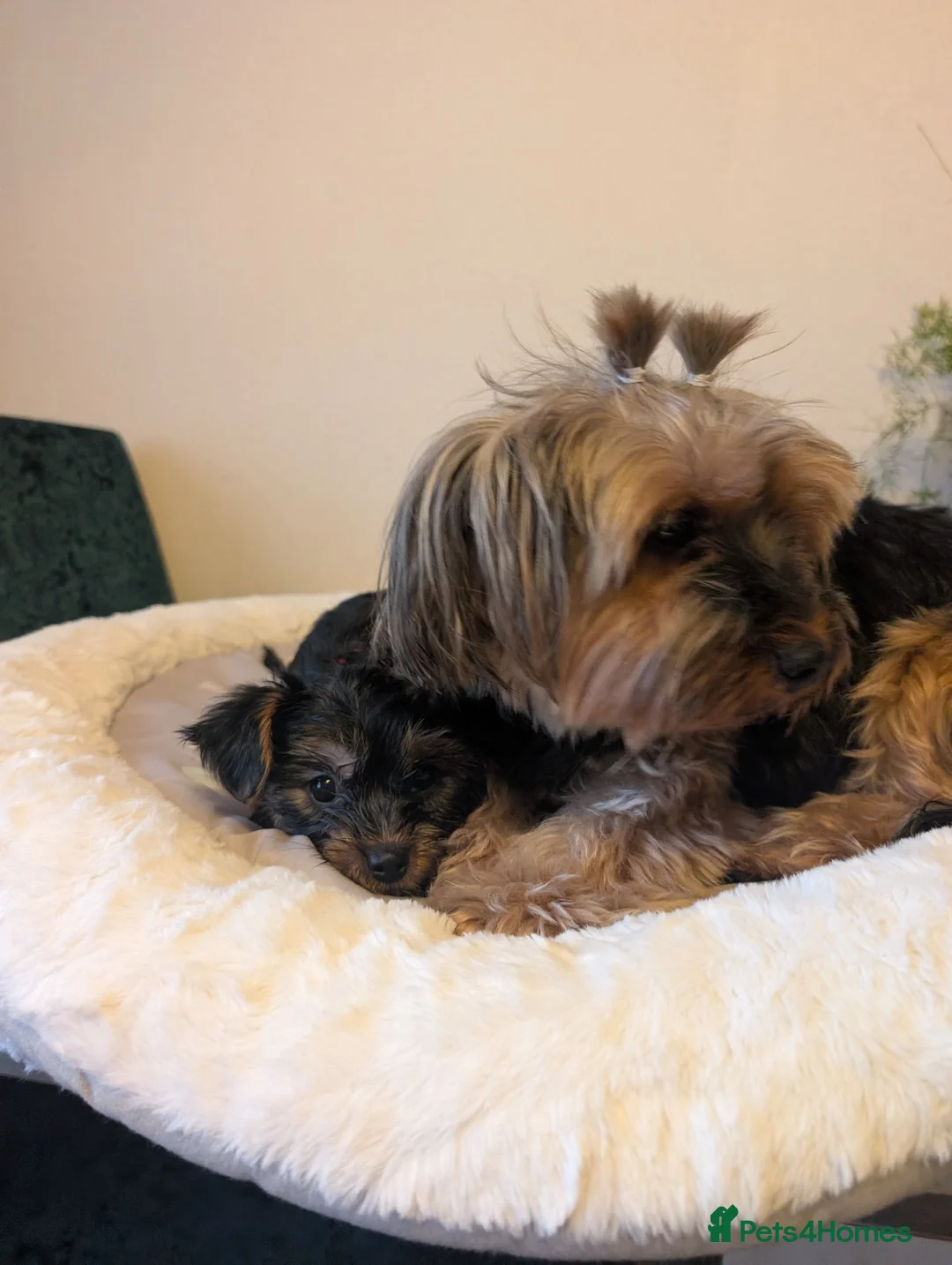 Yorkshire Terrier dogs for sale: Yorkshire terrier puppies READY FOR NEW HOMES  - Advert 2