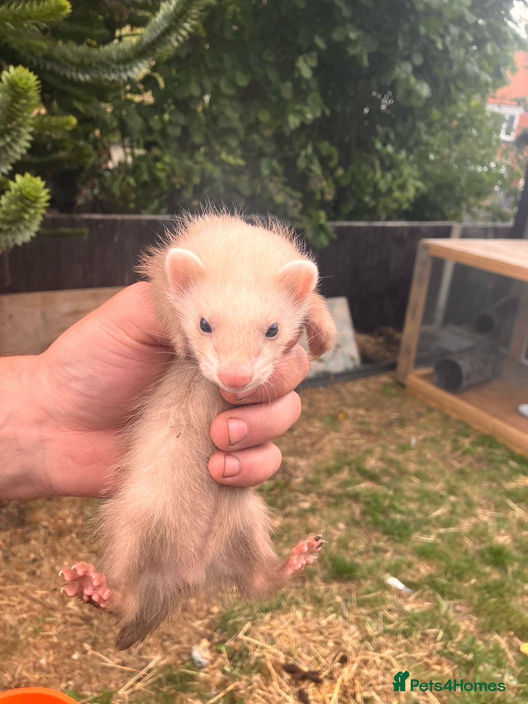 Ferret rodents for sale: 5 working stock ferret kits ready to go - Image 4