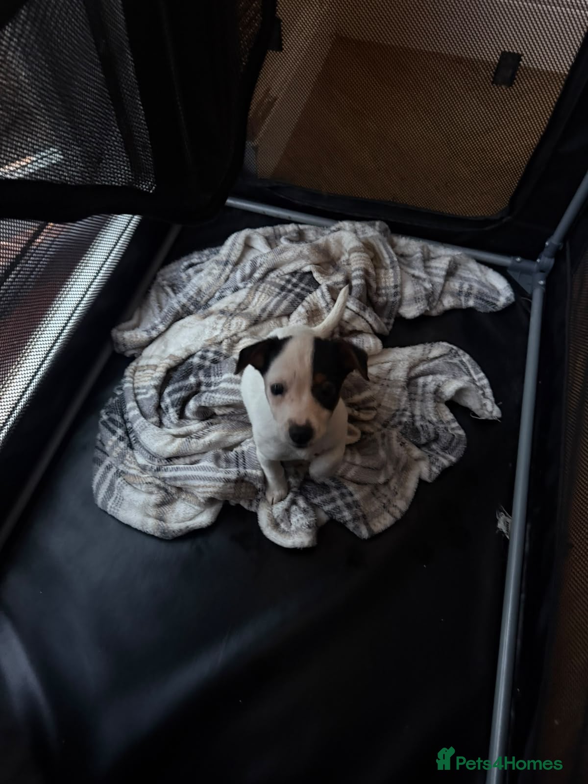 Jack Russell dogs for sale: Patchy! The jack Russell  - Advert 9