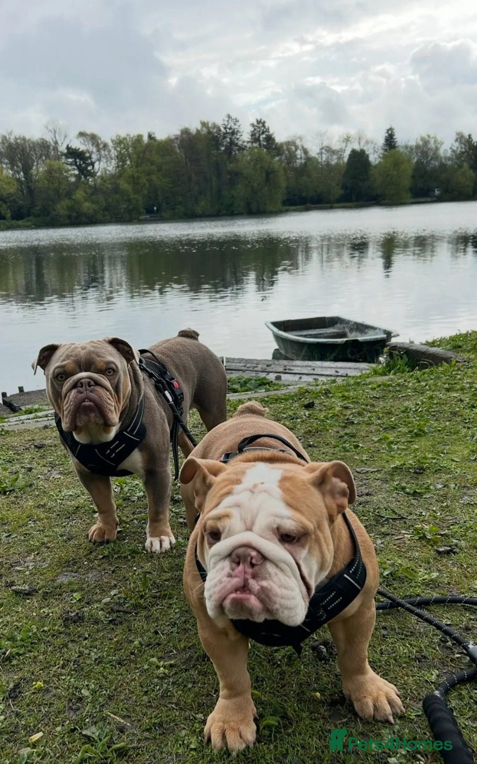 English Bulldog dogs Gorgeous English Bulldog Puppies Available - Advert 1