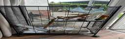 Degus rodents for sale: Two girl degues  - Advert 5