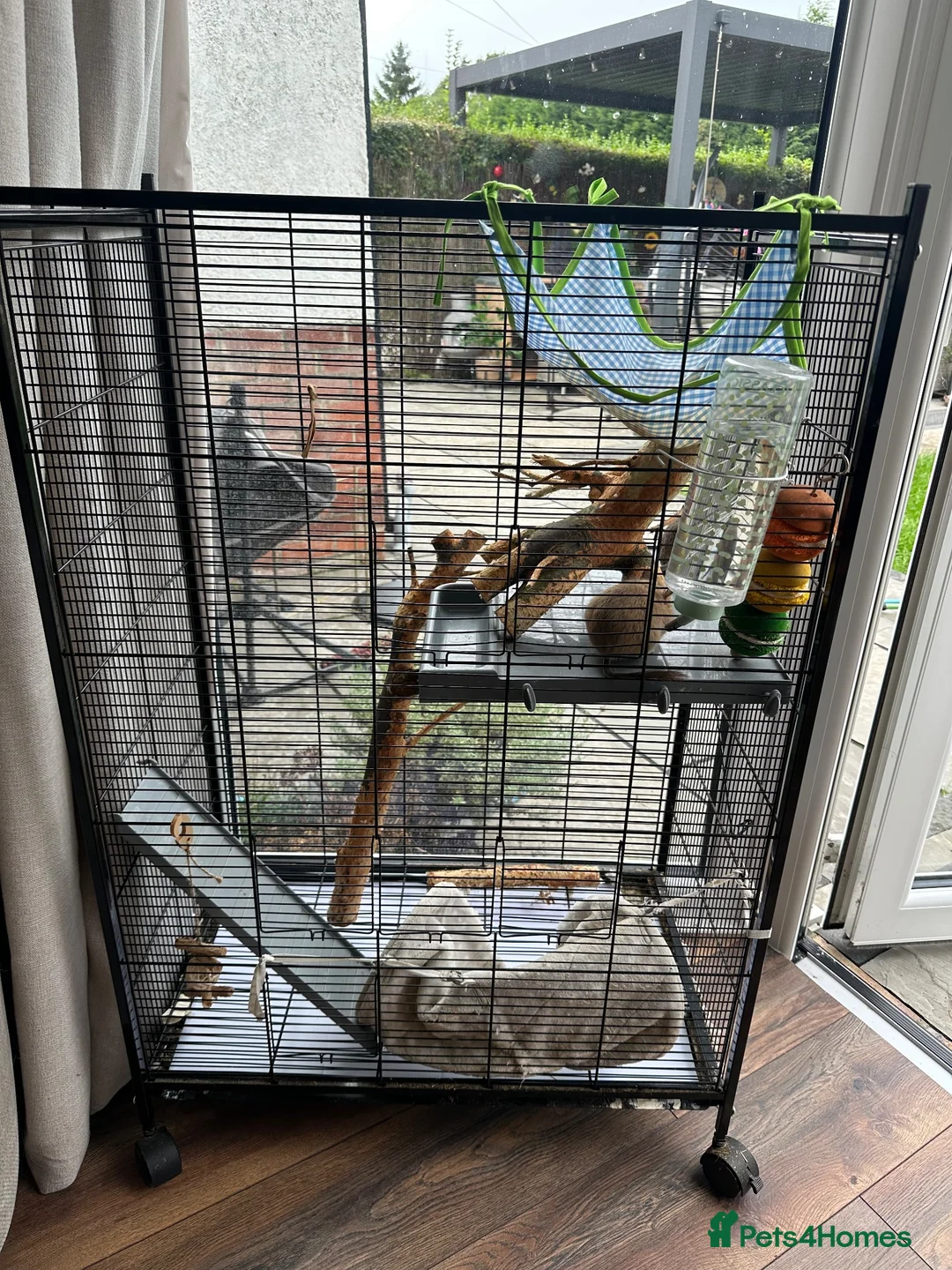 Degus rodents for sale: Two girl degues  - Advert 5