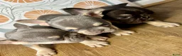 French Bulldog dogs for sale: ONLY 1 GIRL LEFT Healthy, chunky Frenchie pups 🐶 - Advert 8