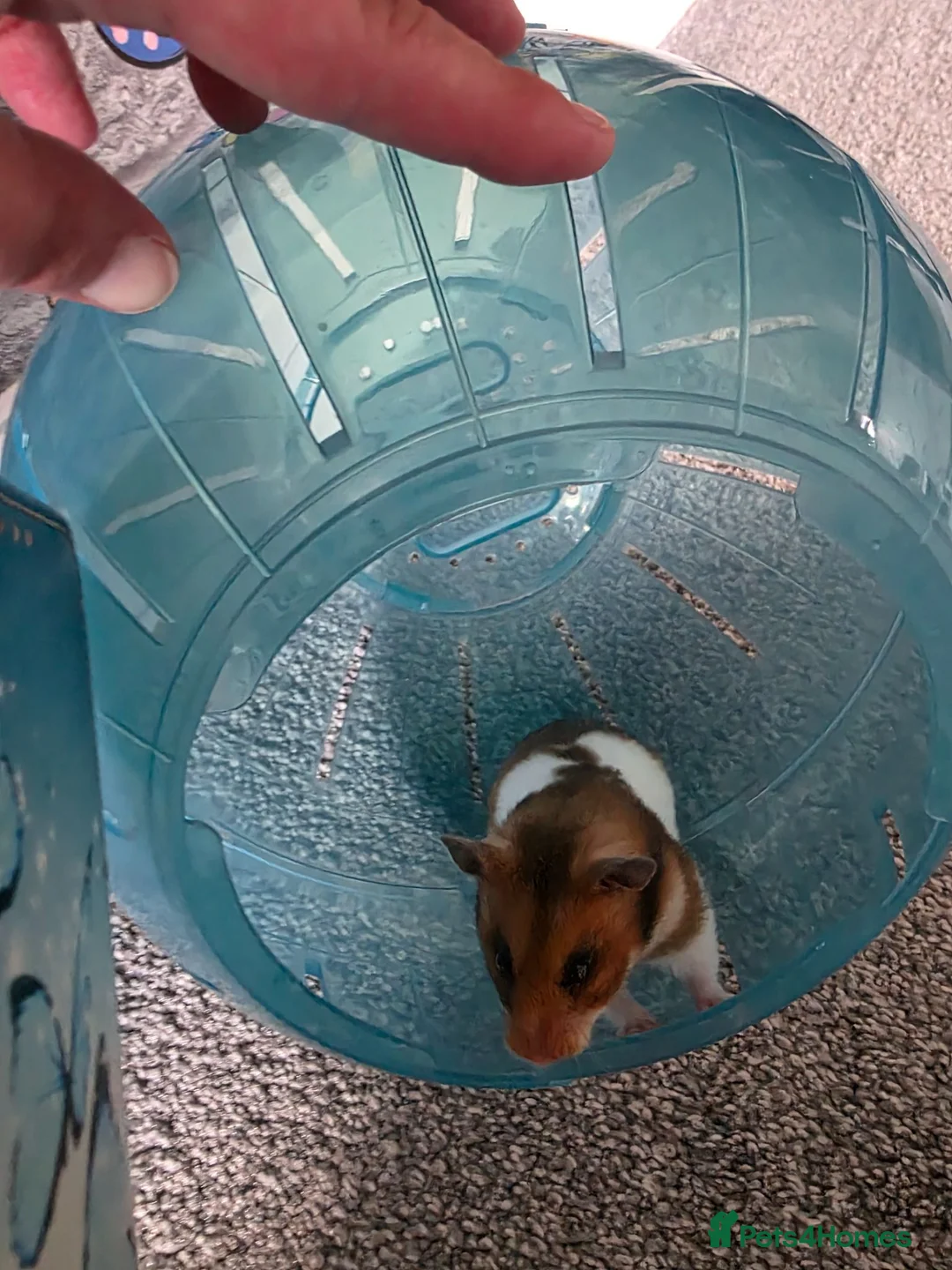 Hamster rodents for sale: Hamster and cage in Mirfield - Advert 2