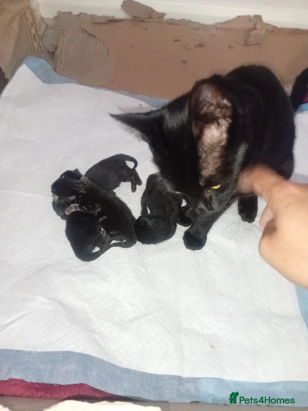 Mixed Breed cats for sale: 2 Black girl kittens half bombay rex mix - Advert 5