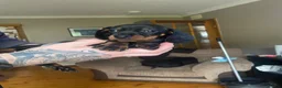 Miniature Dachshund dogs for sale: Mini dachshund puppies  in Dalkeith - Advert 7