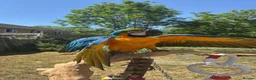 Macaws birds for sale: Blue and gold macaw  in Hertford - Advert 3