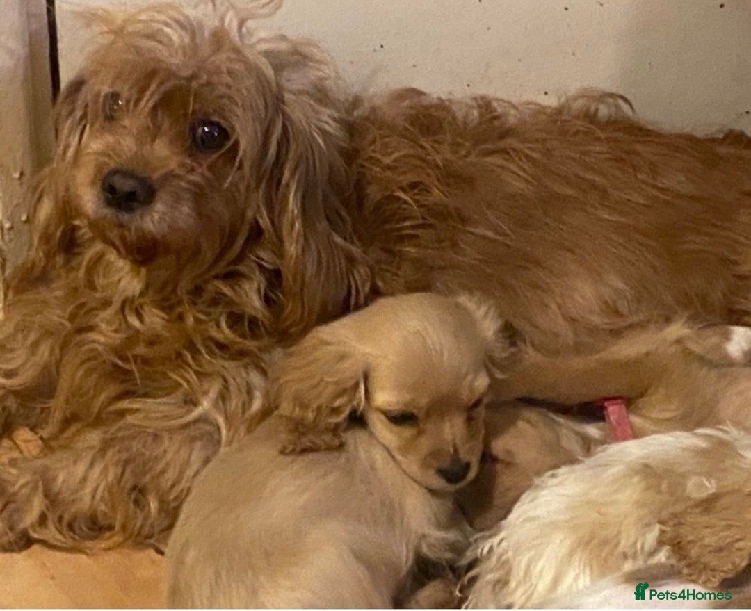 Cavapoo dogs for sale: Top quality DNA clear Inc BVA Eyes/Heart  - Advert 1