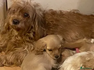 Cavapoo dogs Top quality DNA clear Inc BVA Eyes/Heart - Advert 2