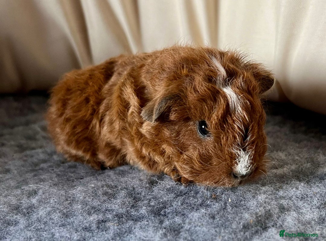 Guinea Pig rodents for sale: Texel guinea pig babies  - Image 6