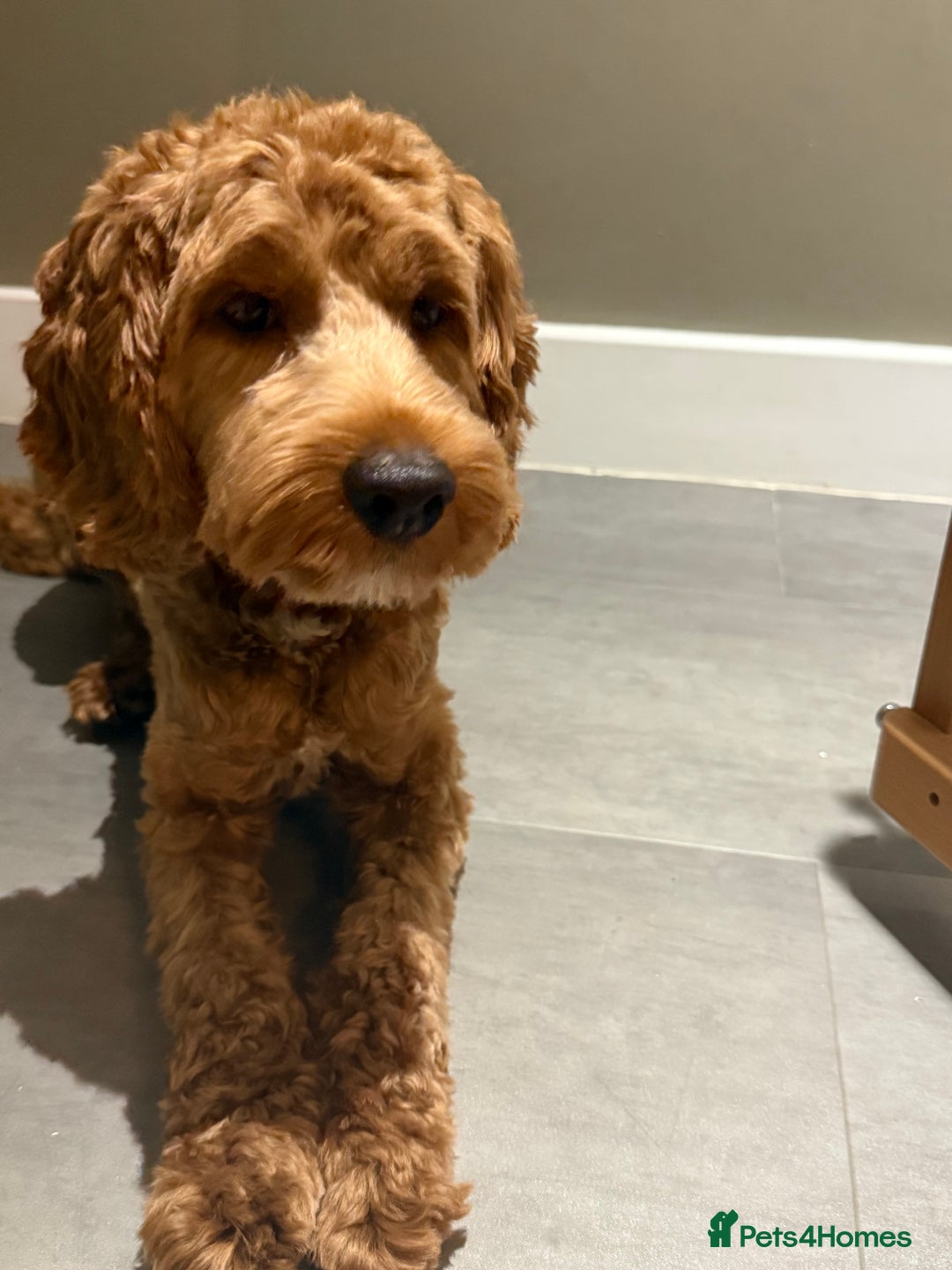 Cockapoo dogs for sale: Cockapoo 9 months old male - Advert 4