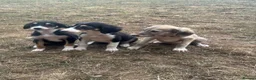 Saluki dogs for sale: Saluki puppy s  - Advert 6