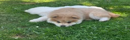 Chow Chow dogs for sale: 🐾Tiny trouble makers, ready to rule your home🐻 - Advert 6
