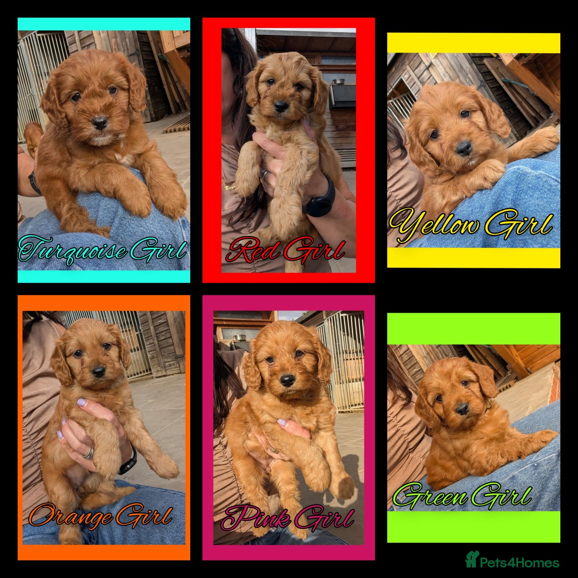 Cockapoo dogs 6 x Red Cockapoo Girls For Sale - Advert 1