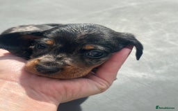 Miniature Dachshund dogs for sale: Beautiful miniature dachshund puppies - Image 24