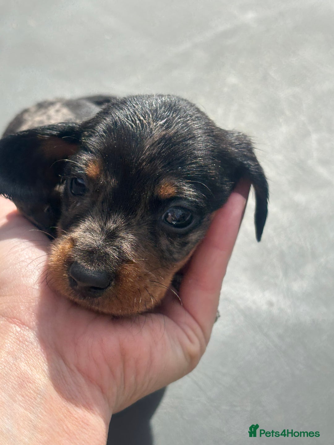 Miniature Dachshund dogs for sale: Beautiful miniature dachshund puppies - Image 24